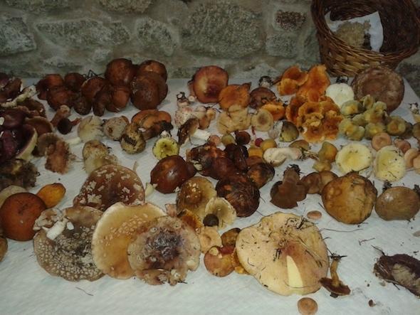 A pesar do retraso boa colleita de cogomelos na Anchoa A pesar do retraso boa colleita de cogomelos na Anchoa