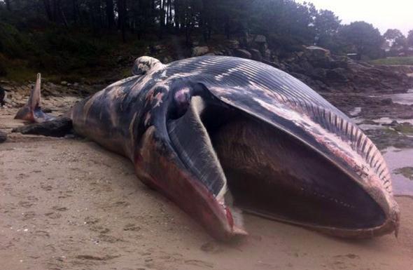 Balea varada na praia de Seixal-Tal-Muros-Foto-Quin Muros Balea varada na praia de Seixal-Tal-Muros-Foto-Quin Muros