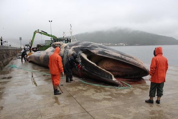 Labores de despece da balea no porto de Muros-Foto-CEMMA