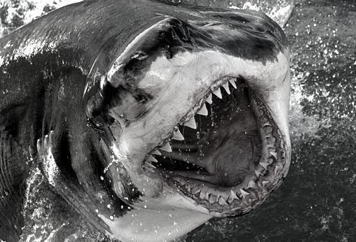 Imaxe dun tiburon sacada de Tiburones en Galicia