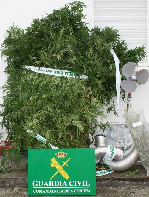 Plantas de marihuana incautadas en Carballo Plantas de marihuana incautadas en Carballo