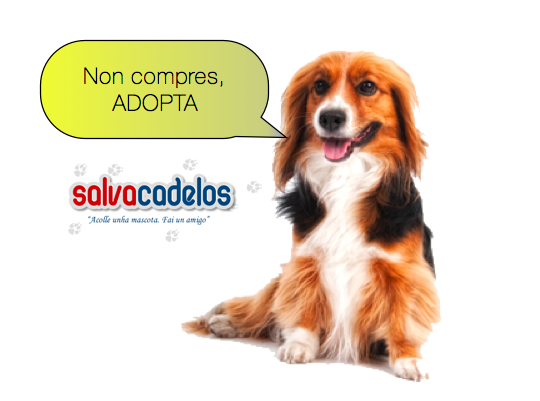 Salvacadelos Non compres-Adopta Salvacadelos - No compres una mascota- Adopta