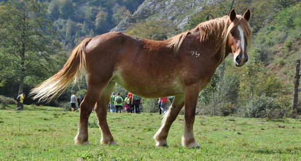 Natureza salvaxe en Orandi Natureza salvaxe en Orandi