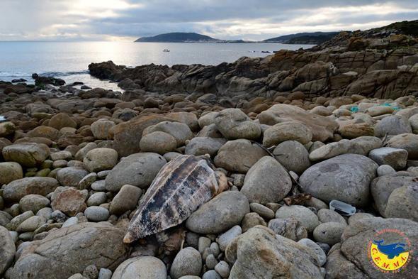Unha tartaruga aparecia morta en Corcubion-Foto-CEMMA Unha tartaruga aparecia morta en Corcubion-Foto-CEMMA