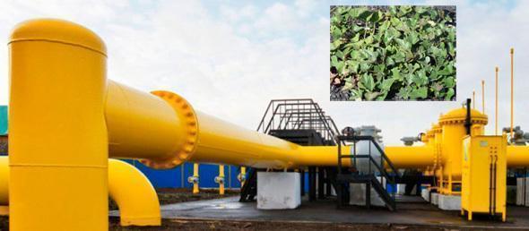 Unha planta industrial de Termo-Biologicas e un cultivo de batata Unha planta industrial de Termo-Biologicas e un cultivo de batata