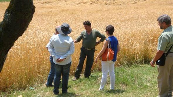 Visitando os campos de trigo italianos no Proxecto Europeo REN Visitando os campos de trigo italianos no Proxecto Europeo REN
