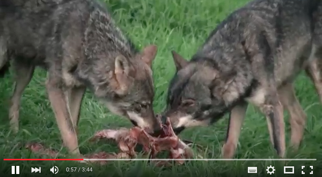Video do lobo iberico de Chisco Lema