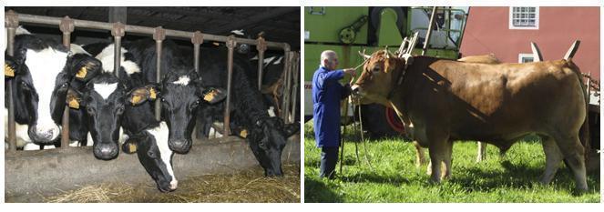 Gandeiros do Xallas cambian vacas de leite polas de carne