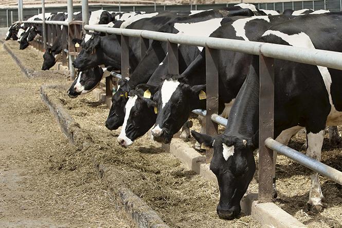 A plataforma pola Defensa do Sector Lacteo Galego ve necesario poñer en marcha un paquete de medidas urxentes. Imaxe: Efeagro