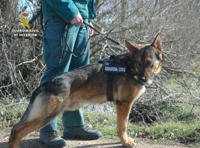 Cans da Garda Civil buscarán a Lino Fiuza polos montes de Carnota e Muros