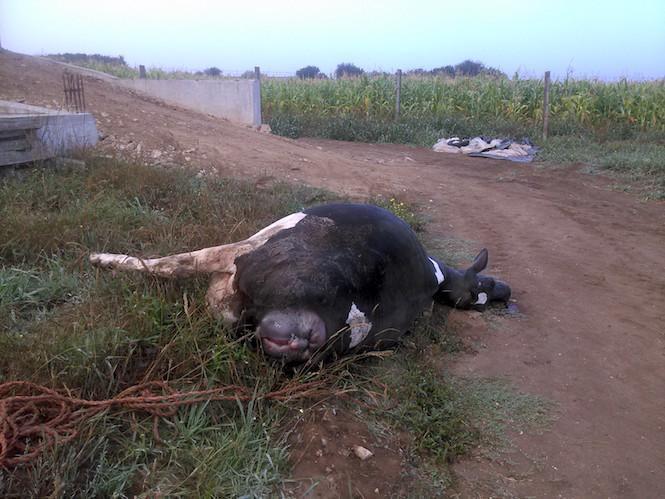 Unha das vacas inchadas e falecidas en Santa Comba