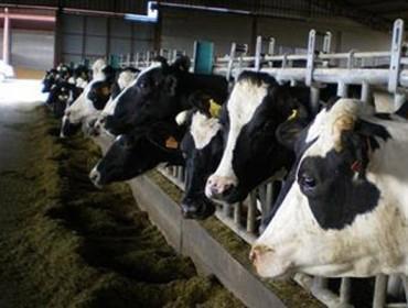 A Plataforma en Defensa do Sector Lacteo denuncia a entrada de leite de fora de Galicia