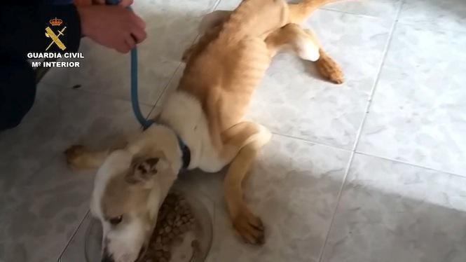 Detidos por maltrato animal en Camarinas