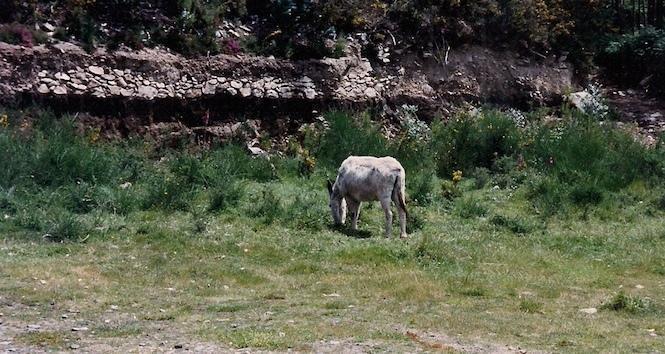 Canle ou Petón da Chouriña