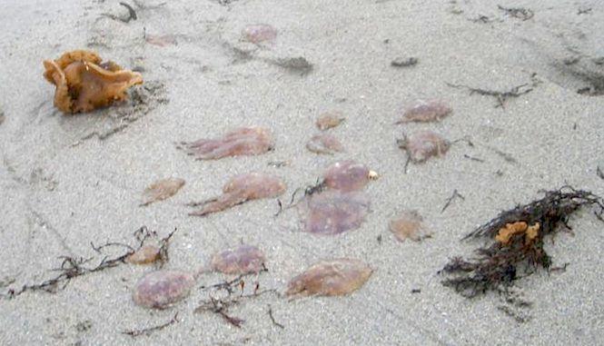 Medusas en Quilmas
