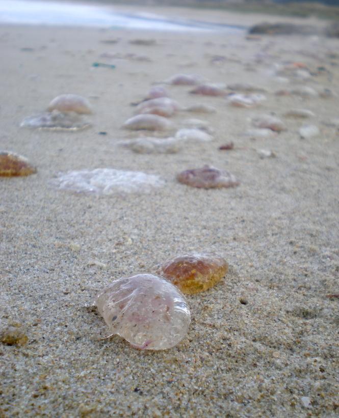 Medusas no Rostro