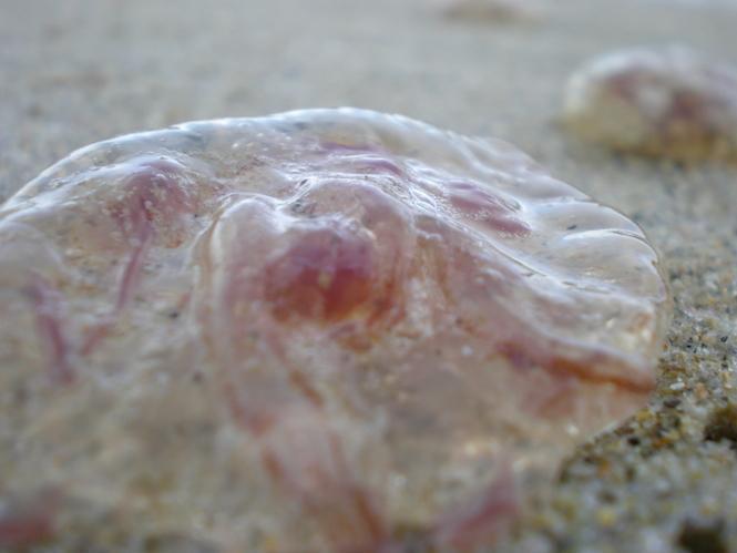 Medusas no Rostro