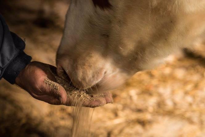 2 Premio Concurso Fotografia Mozos e Maiores no Agro na Semana Gandeira de Mazaricos 2015