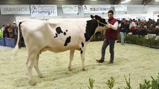 A vaca de Curtis a mais cara da Poxa de Xovencas de Mazaricos