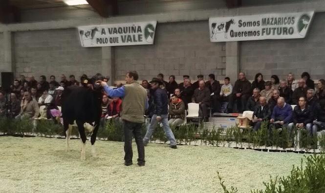 poxa-de-xovencas-na-semana-gandeira-de-mazaricos-3