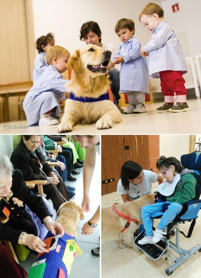 cadelar-intervencions-asistidas-con-animais