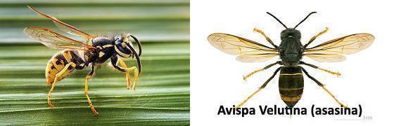 Avespa comun e avespa asiatica