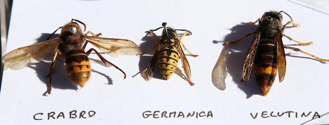 Tres clases de avispas Crabro-germanica-velutina