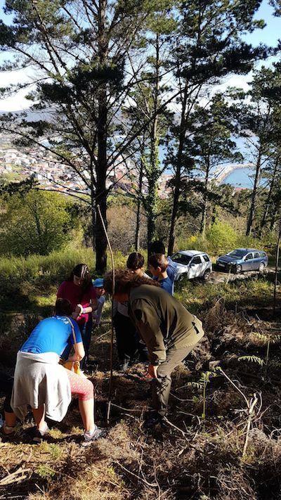 Prantando castineiros no Monte do Cabo