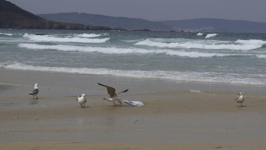 Foto de María Aurora Rodríguez Fernández de como unha gaivota sofre atrapada nunha bolsa de plastico na praia de Razo