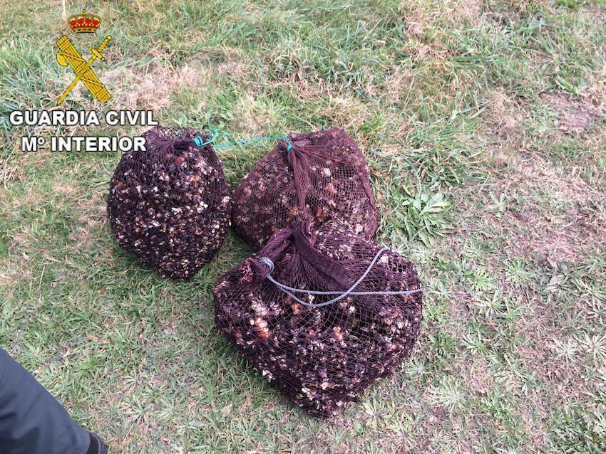 A Garda Civil aprehendía 50 quilos de percebes en Camariñas