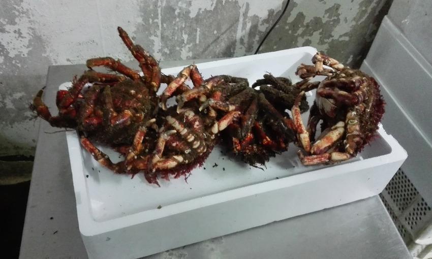Centolas comisadas en Fisterra