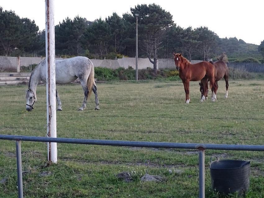 Cabalos pacen en PortocubeloCabalos pacen en Portocubelo