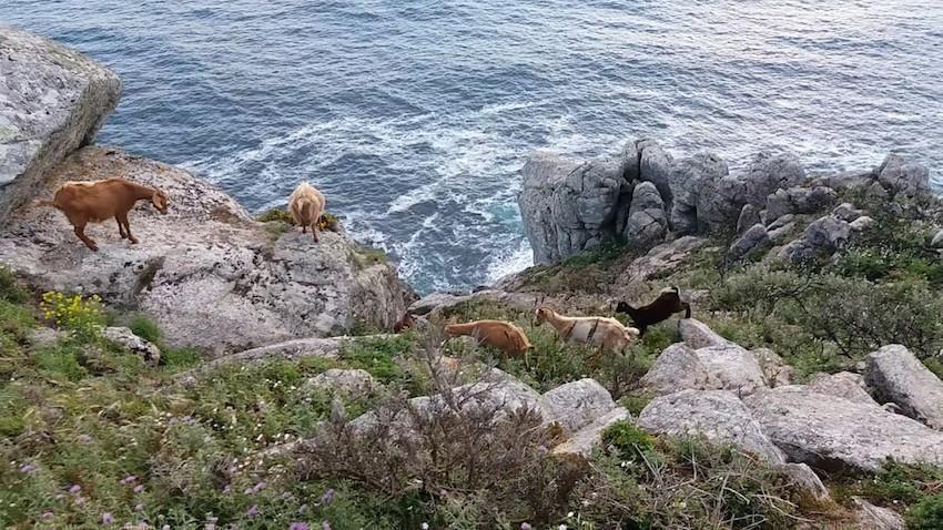 Cabras polo monte do Cabo Fisterra