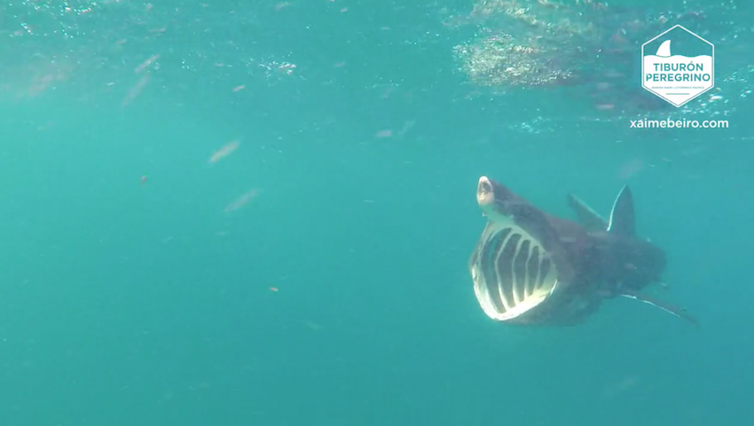 Video da quenlla peregrina no mar de Louro-Video de Xaime Beiro