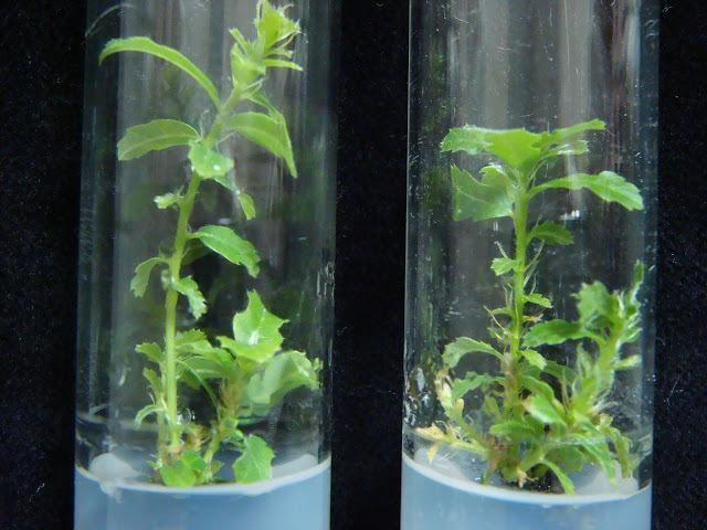 O Quercus Lusitania foi protagonista dun estudo do CSIC que garantiza o seu futuro