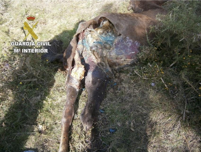 Cabalo morto por veleno en Vimianzo