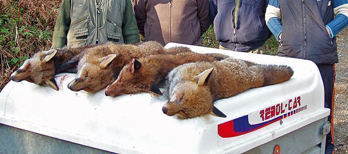 Imaxe dun club de caza galego