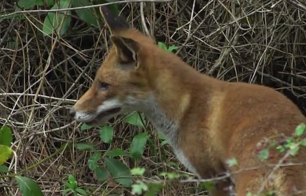 Imaxe do raposo da Costa da Morte "cazado" pola cámara de Chisco Lema