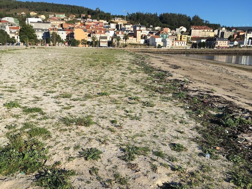 A praia da Concha parece un campo de fútbol co nacemento de prantas