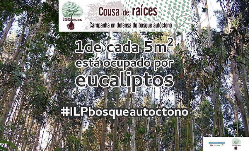ILP do Bosque Autoctono