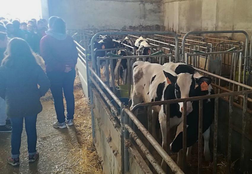 Visita escolar a unha granxa na Semana do Leite de Santa Comba 2