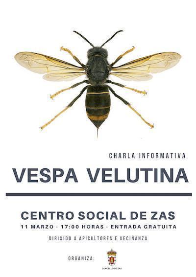 Charla informativa vespa velutina en Zas
