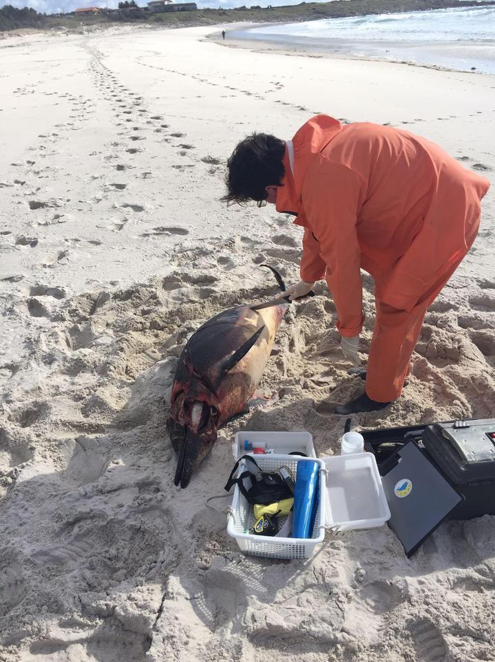 O CEMMA recollendo un golfino varado en Muros-Foto-Manuel Maria Candamo
