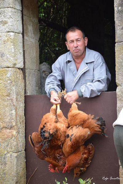 Tradicional Poxa dos Galos do San Adrian de Toba-Foto-Rafa QUintáns
