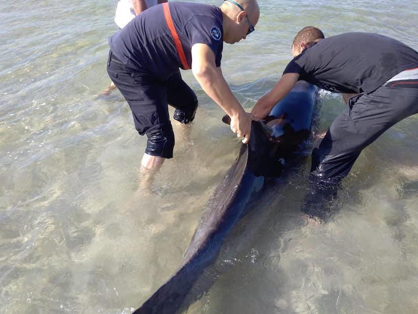 Rescate dun Golfino en Louro-Foto-Ges