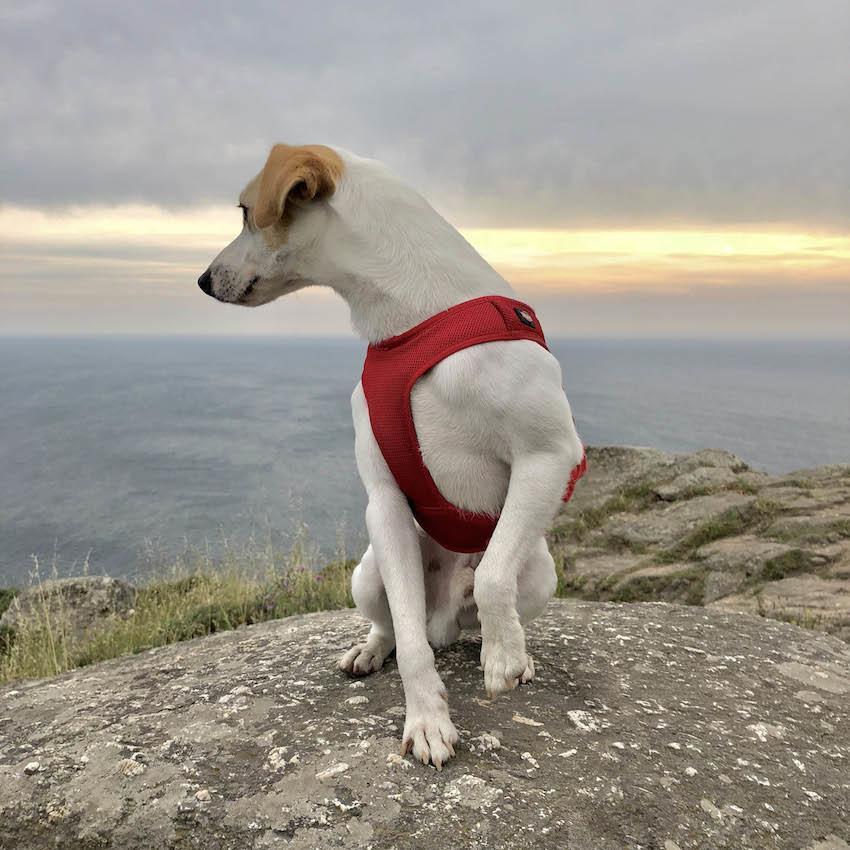 Pipper en Fisterra