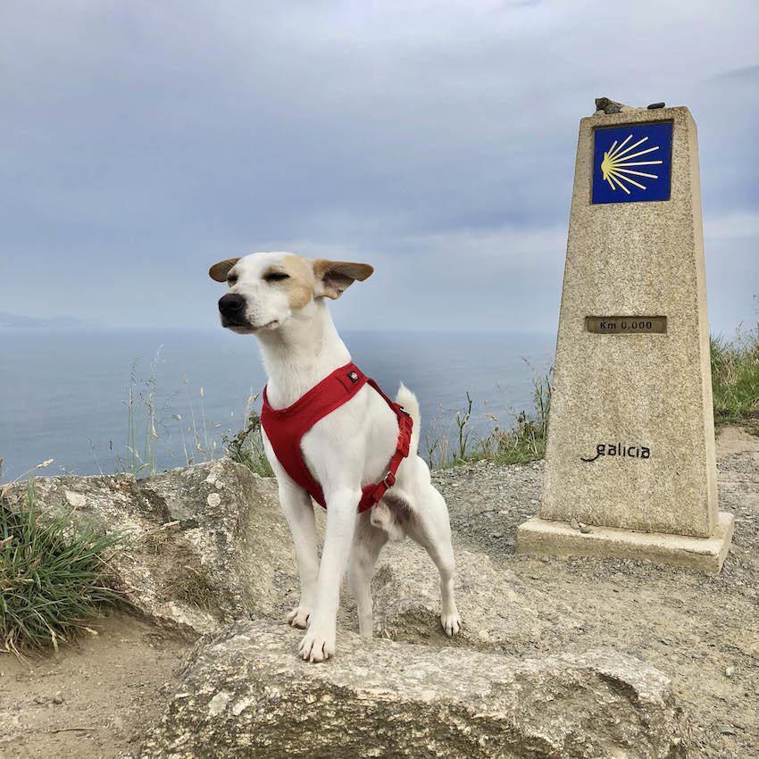 Pipper o can turista en Fisterra