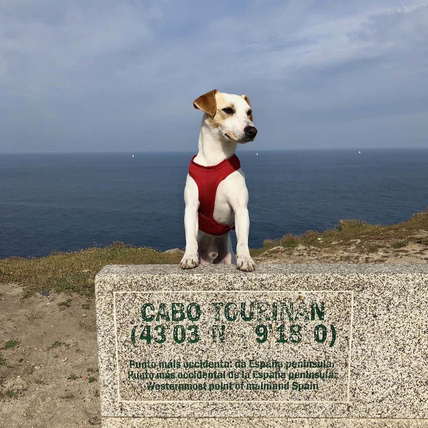 Pipper o can turista no Cabo Tourinan