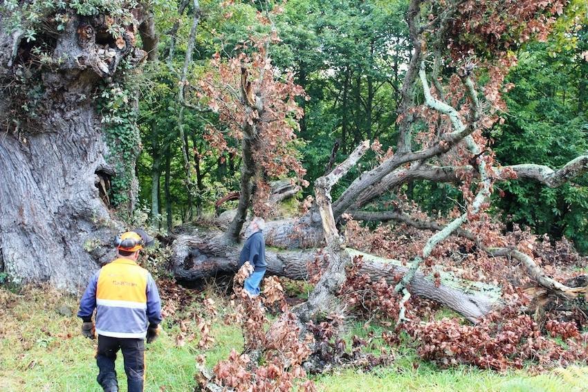Asi esta o carballo de San Antonio Arbore Senlleira