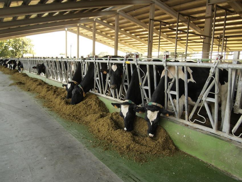 Mais de 200 vacas ten a Granxa Pazos